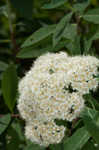 Virginia meadowsweet